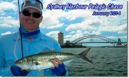 Sydney Harbour Pelagic Chase – January 2014